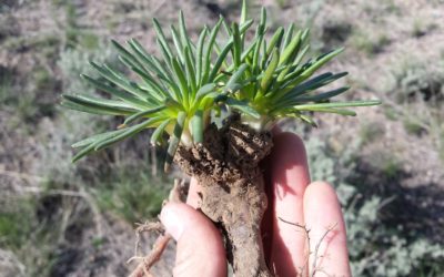 Harvesting Bitterroot